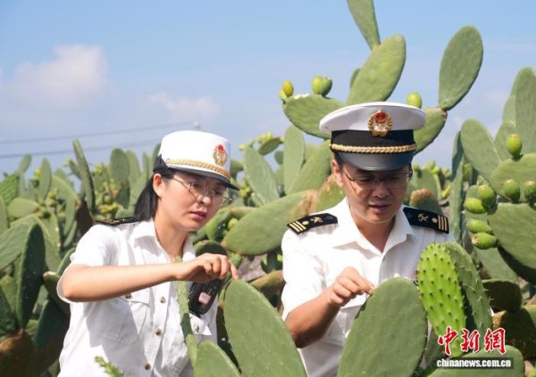 大咖配资 全国首票可食仙人掌叶片从云南出口越南