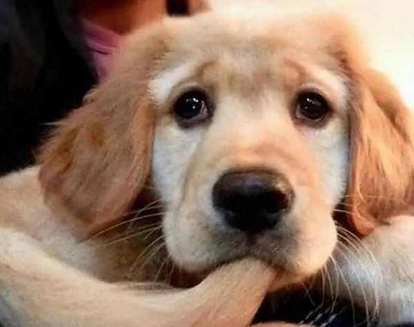 泓利财富 狗狗横冲直撞吓坏邻居，主人却觉得正常，你家狗这样吗？