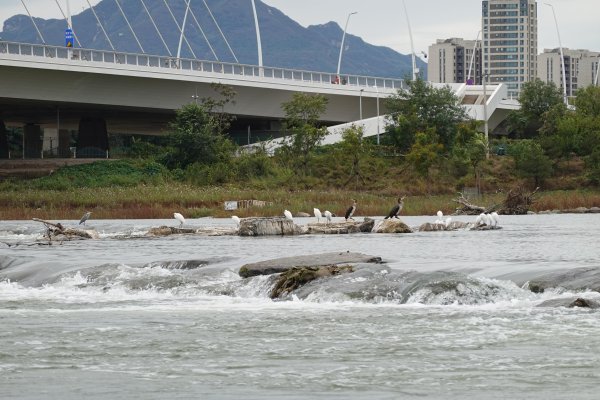 谷锦网 白鹭、苍鹭、鸬鹚……永定河畔成水鸟栖息地